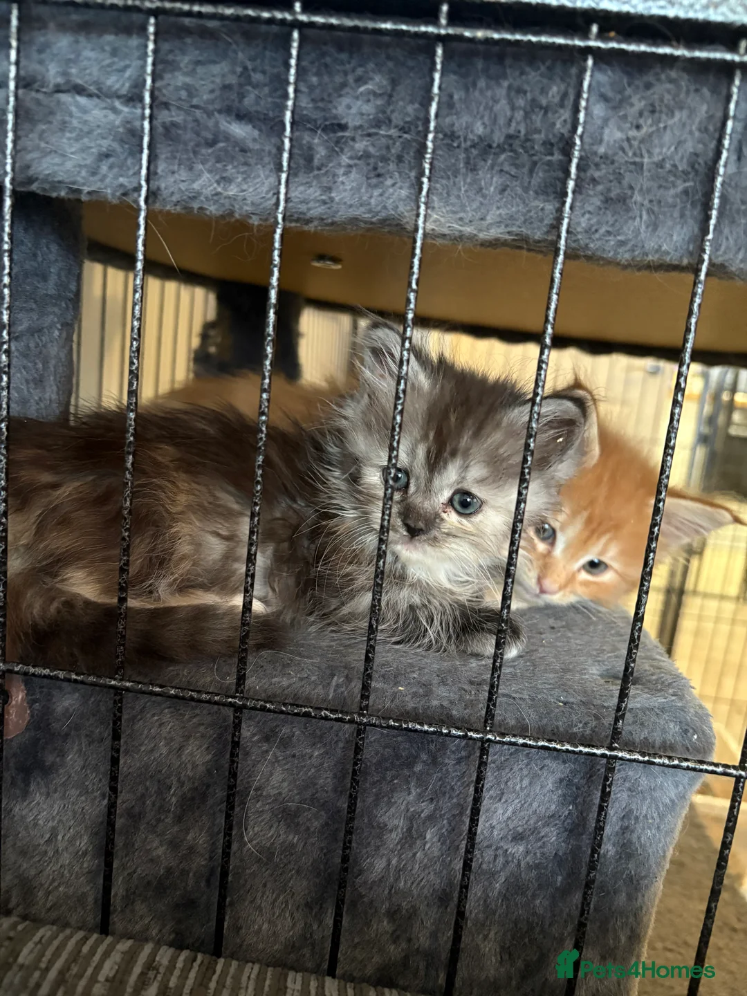 Munchkin cats for sale: Persian Munchkin kittens  - Advert 20