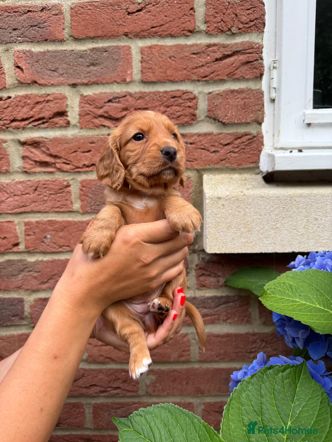Cocker Spaniel dogs for sale: Health Tested Clear Cocker Spaniel Puppies  - Image 27