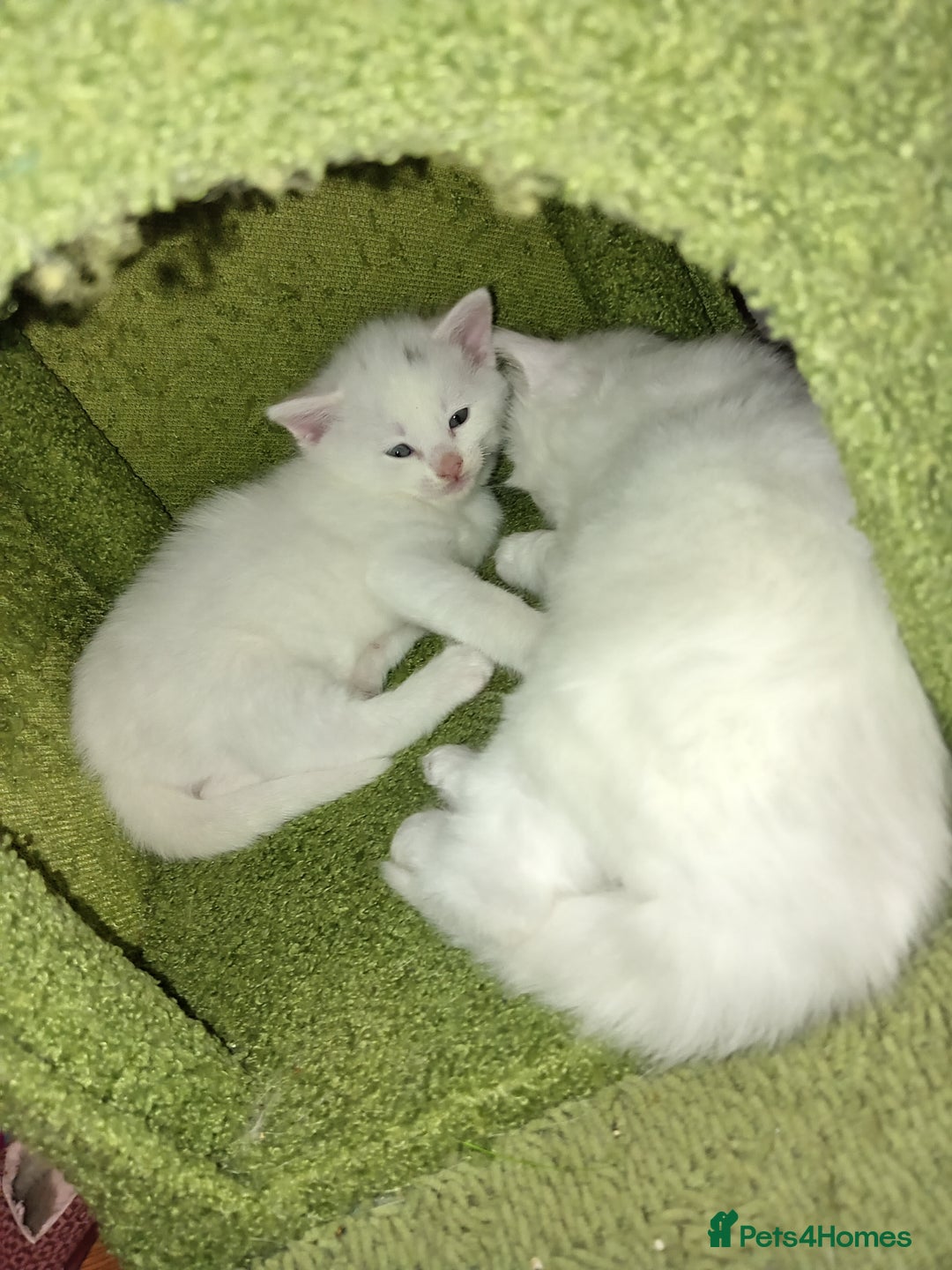 Mixed Breed cats for sale: Short hair white kitten for sale she is beautiful  - Advert 6