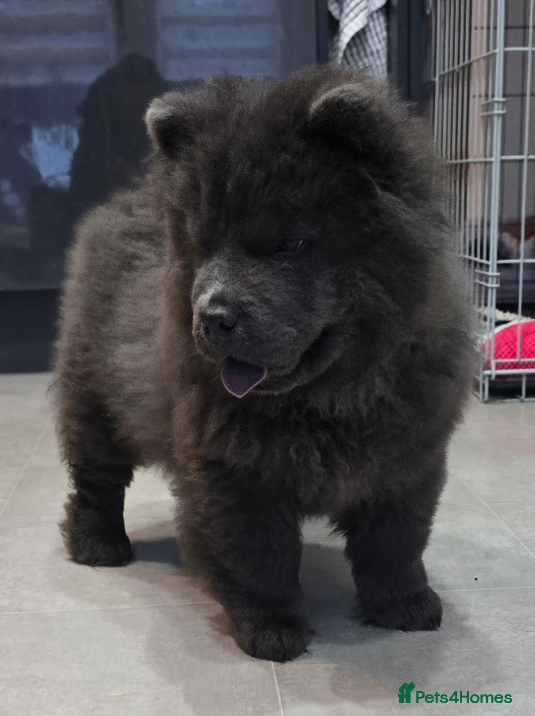 Chow Chow dogs for sale: Chow chow pedigree pups REDUCED!! - Advert 1