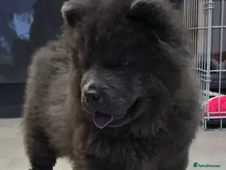 Chow Chow dogs Chow chow pedigree pups REDUCED!! - Advert 1