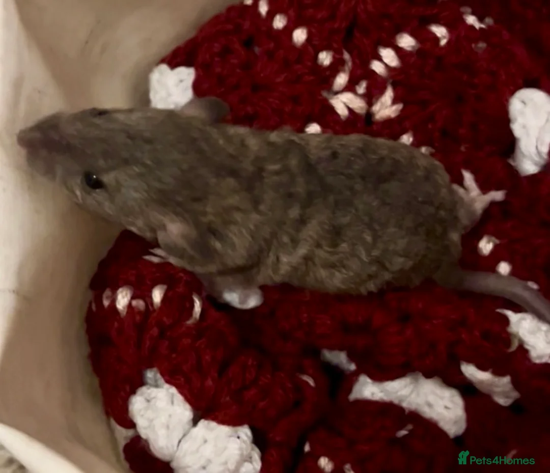 Rat rodents for sale: Fancy rat babies  - Advert 2