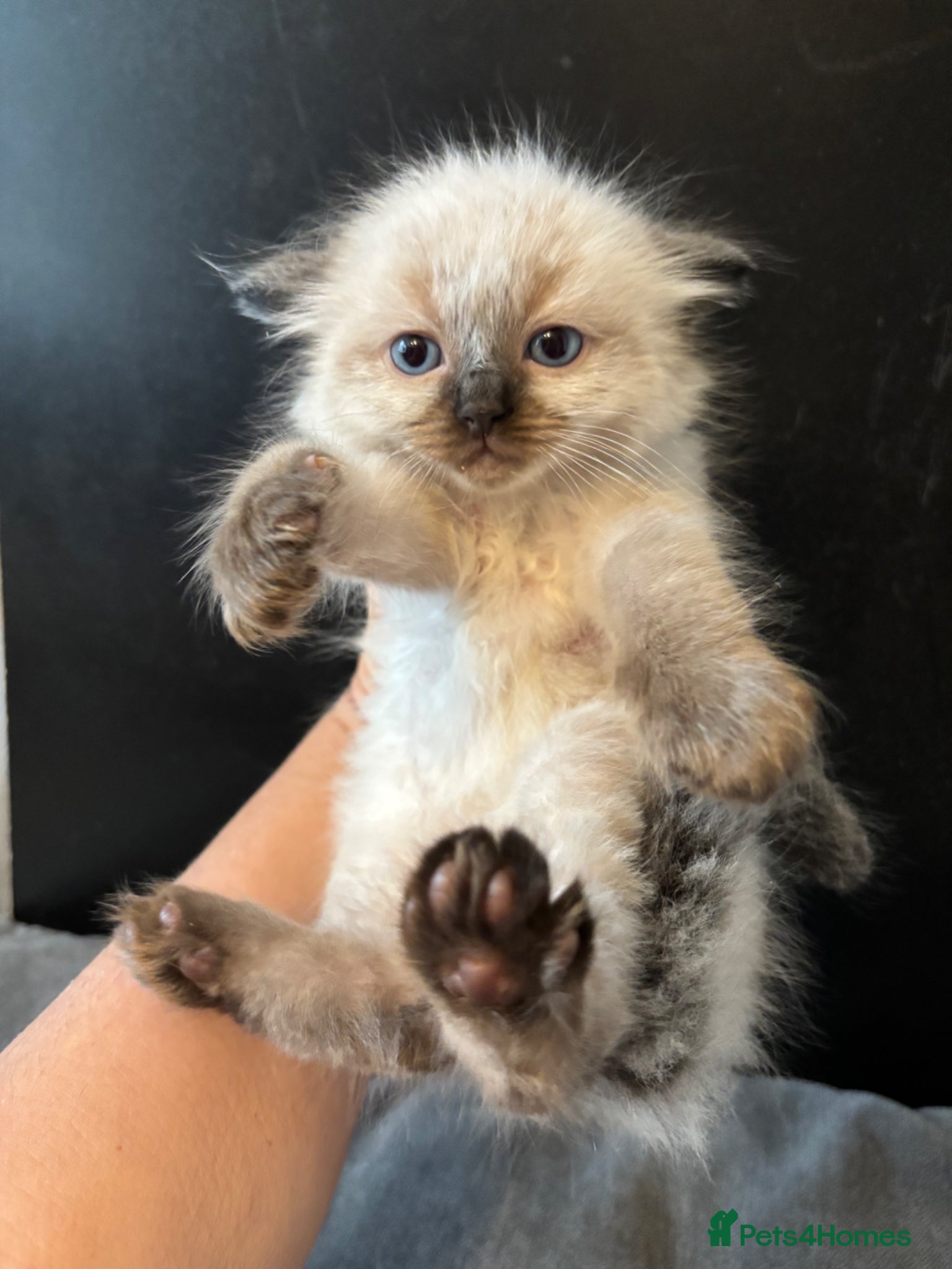 Ragdoll cats Stunning seal ragdoll male ready soon  - Advert 7