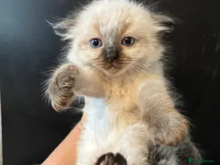 Ragdoll cats Stunning seal ragdoll male ready soon - Advert 2