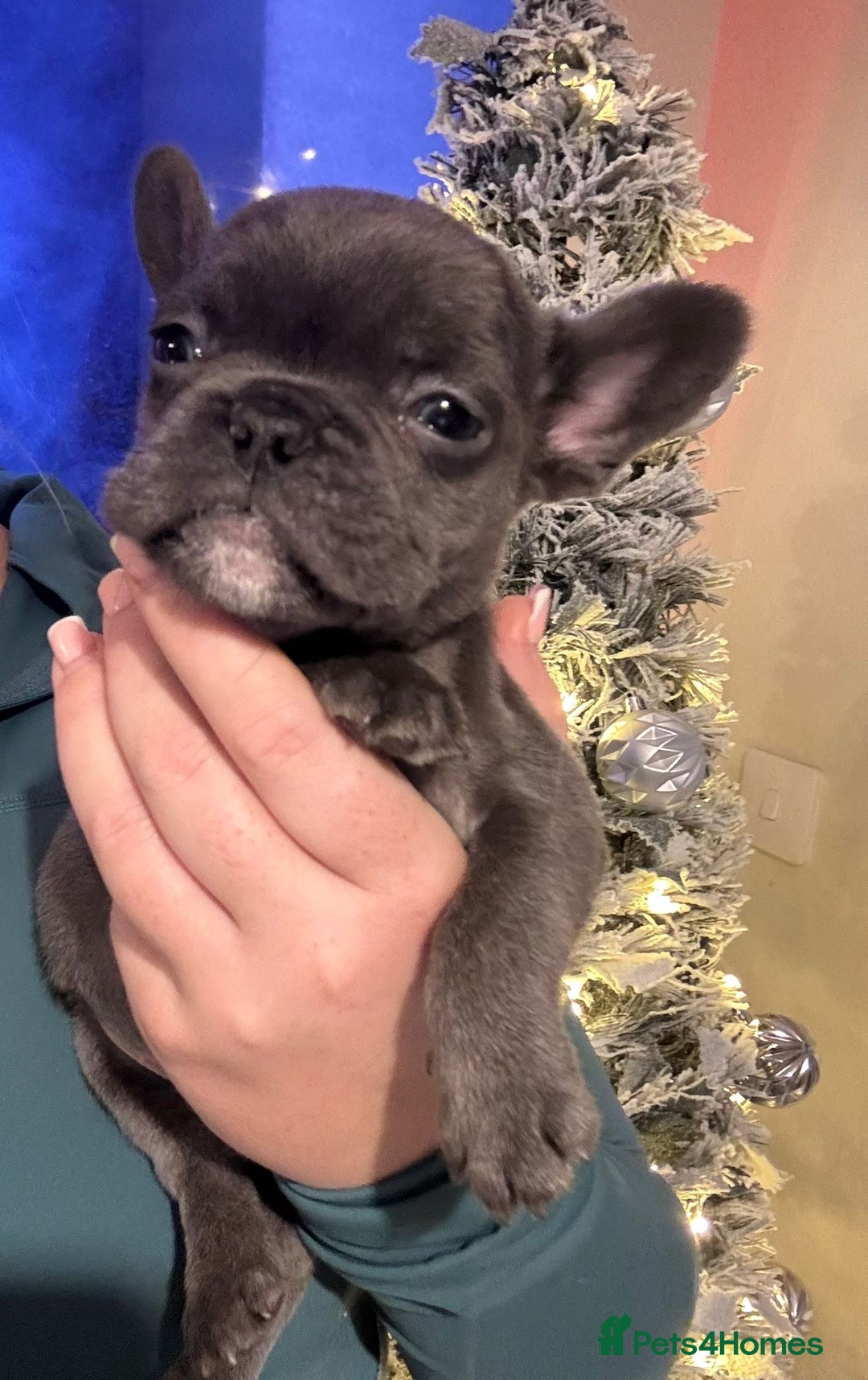 French Bulldog dogs for sale: French bulldog puppies  - Advert 13