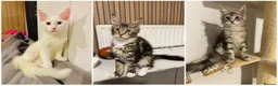 Maine Coon cats for sale: Maine Coon kittens TICA reg. 3girls available  - Advert 2