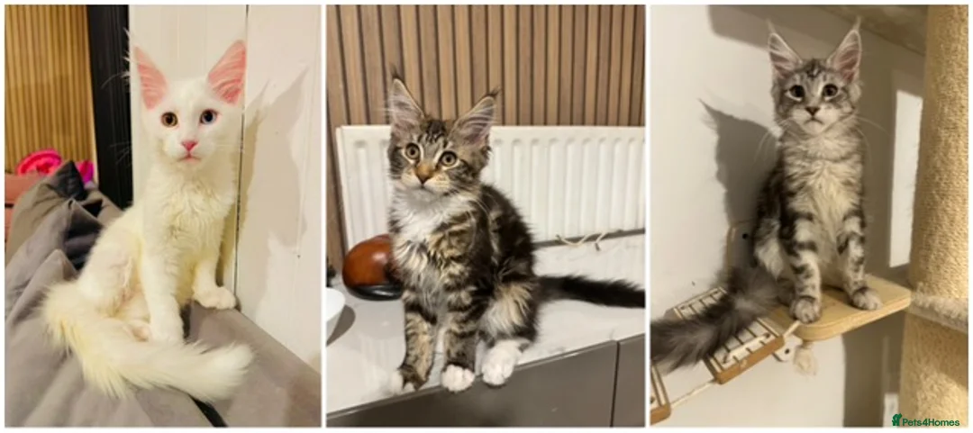 Maine Coon cats for sale: Maine Coon kittens TICA reg. 3girls available  - Advert 2