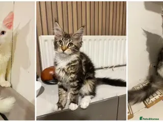 Maine Coon cats Maine Coon kittens TICA reg. 3girls available - Advert 16