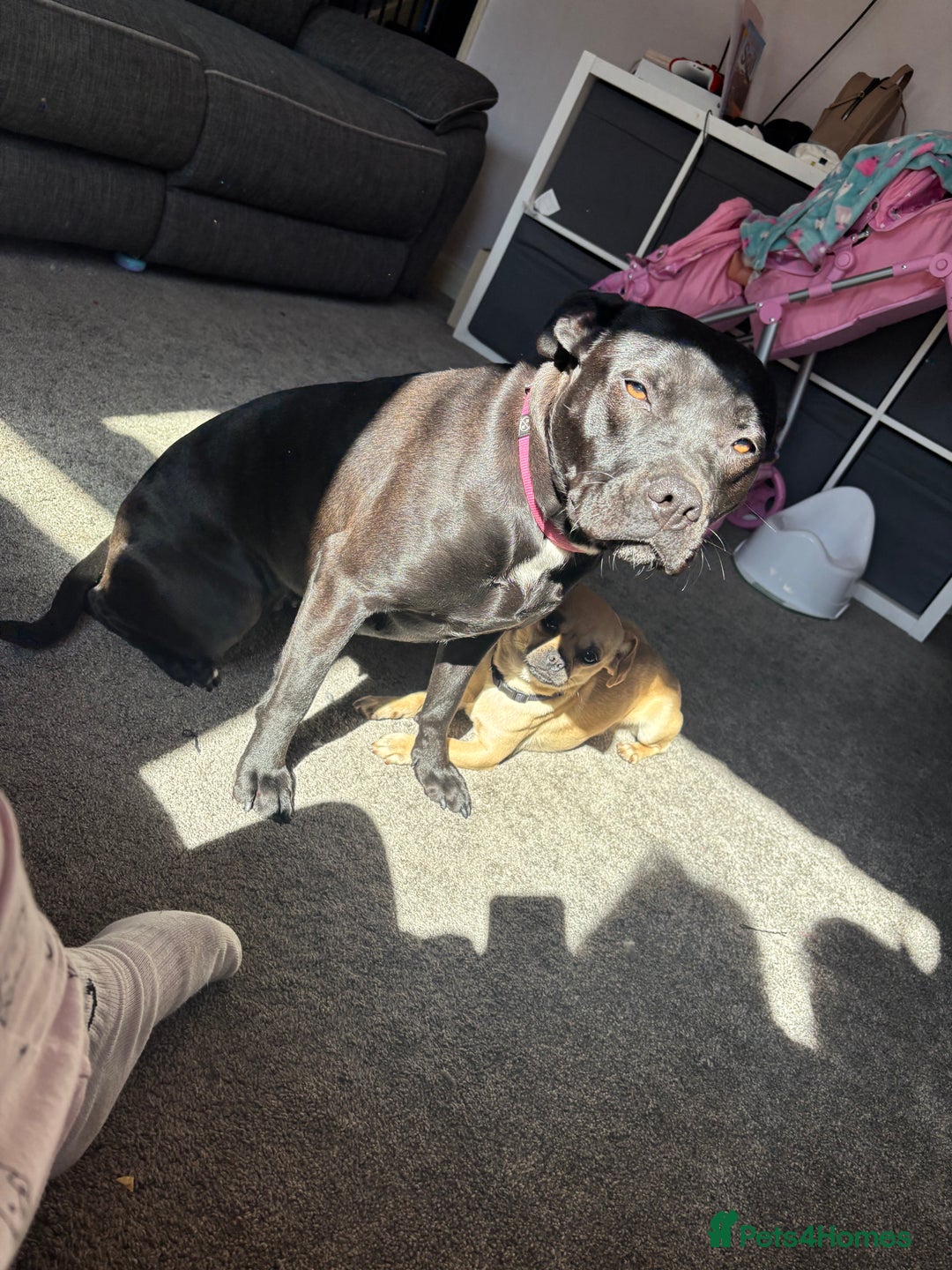 Staffordshire Bull Terrier dogs for sale: Staffy girl nearly 2 years old  - Image 6