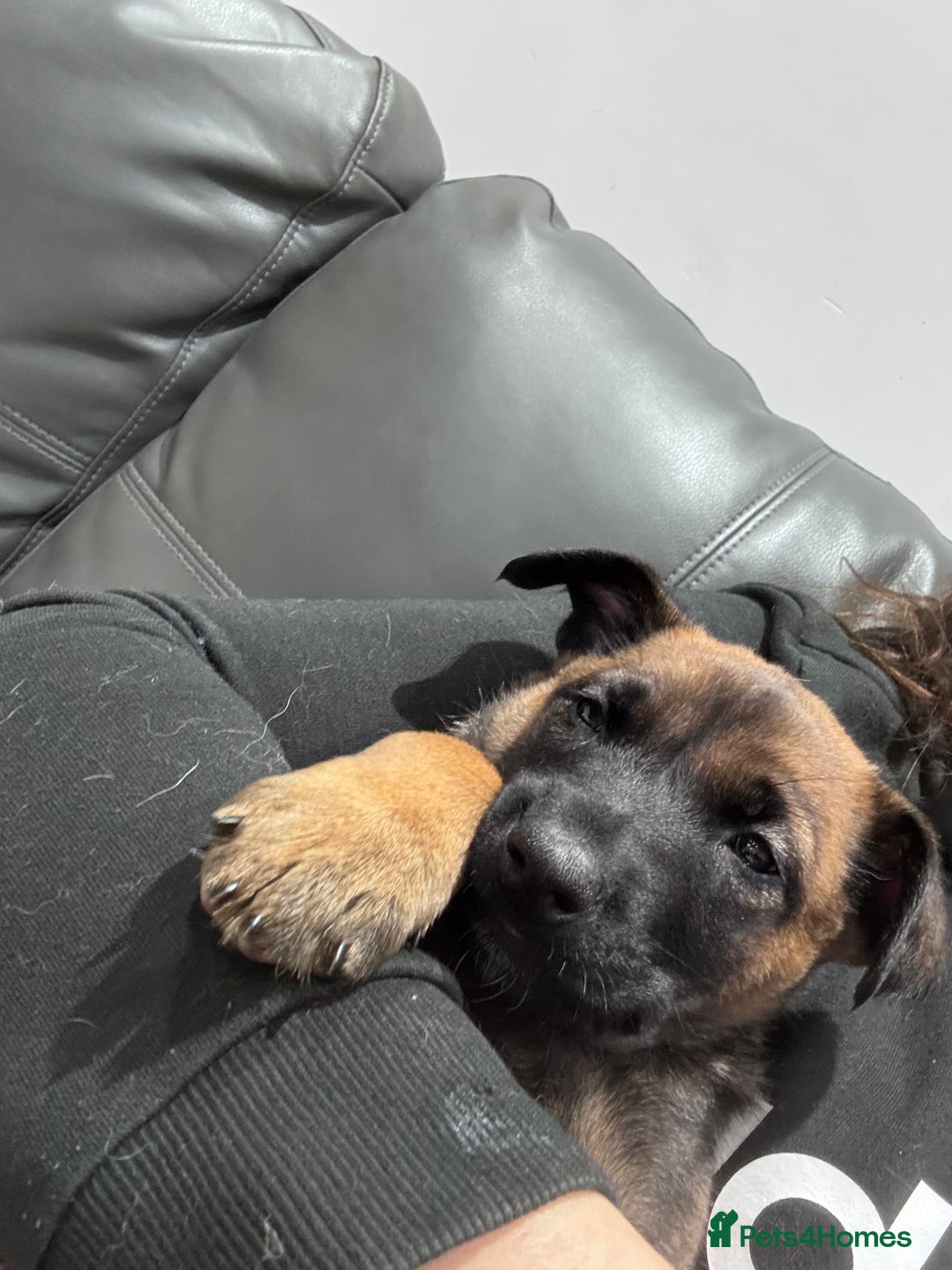 Belgian Shepherd Dog dogs for sale: Belgian Malinois Puppies - Advert 19