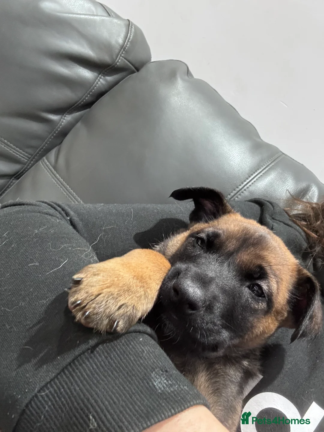 Belgian Shepherd Dog dogs for sale: Belgian Malinois Puppies - Advert 20