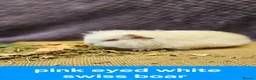 Guinea Pig rodents for sale: Beautiful swiss and pet baby boar and older sows - Advert 3