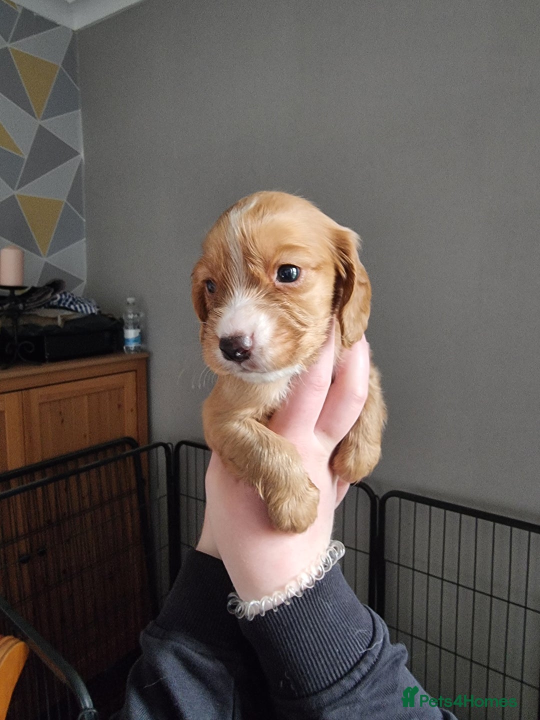 Cocker Spaniel dogs for sale: Boy cocker spaniel  - Image 3