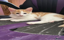 Mixed Breed cats for sale: Mum and kitten for rehomeing  - Image 4
