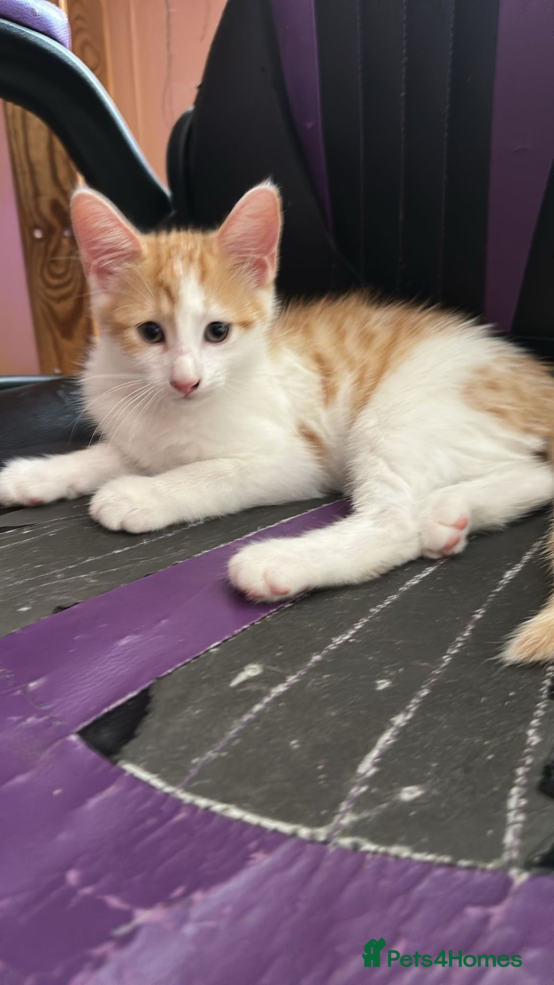 Mixed Breed cats for sale: Mum and kitten for rehomeing  - Image 4