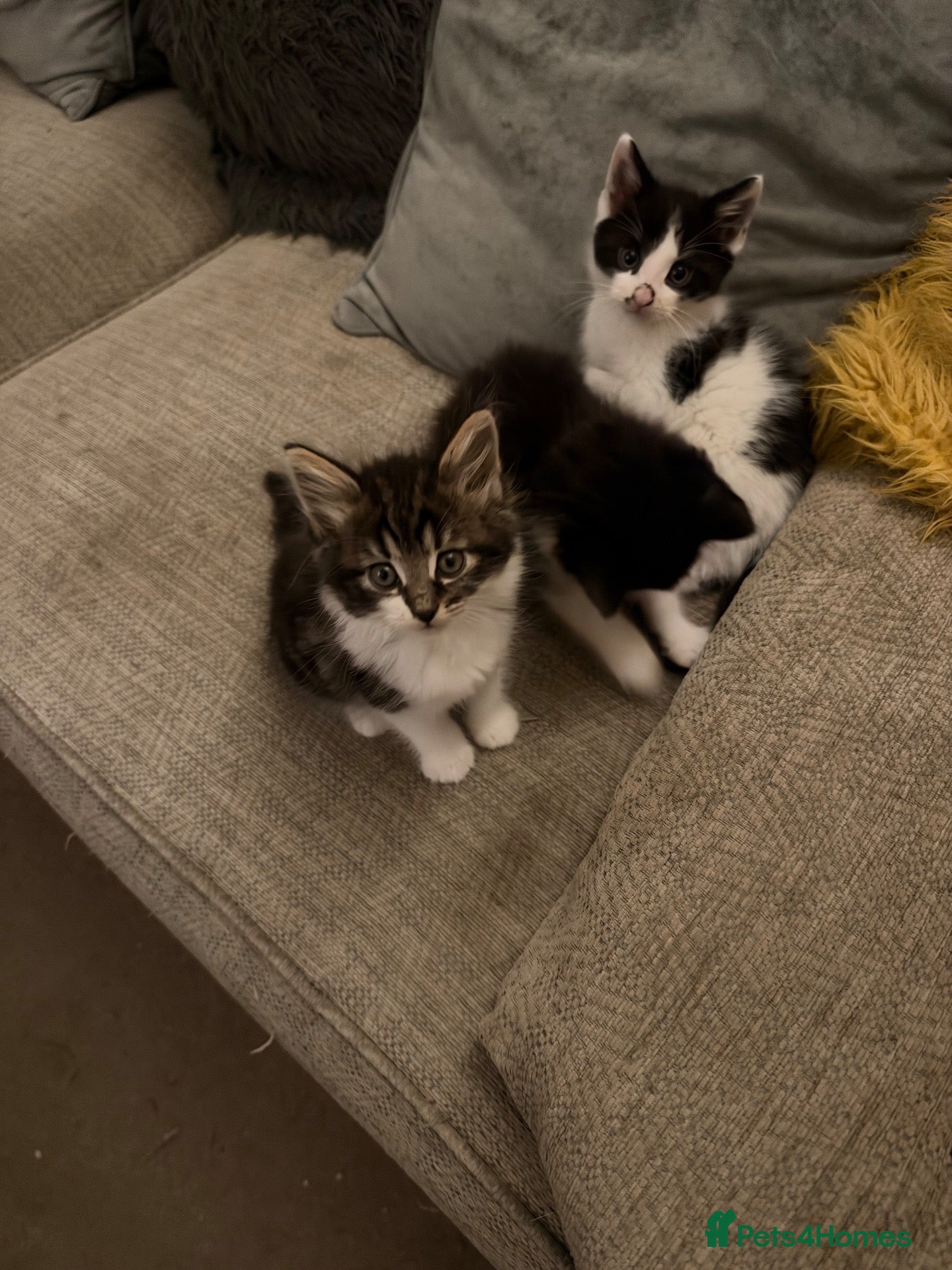 Mixed Breed cats 3 fluffy kittens - Advert 1