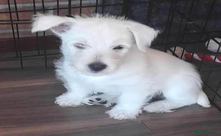 West Highland Terrier dogs - Advert 1