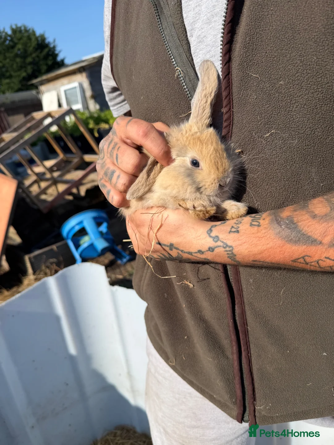 Mixed Breed rabbits for sale: Rabbits in Sunderland - Advert 1