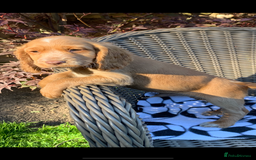 Cocker Spaniel dogs for sale: Beautiful Kc cocker spaniel  boys and girls  - Image 3