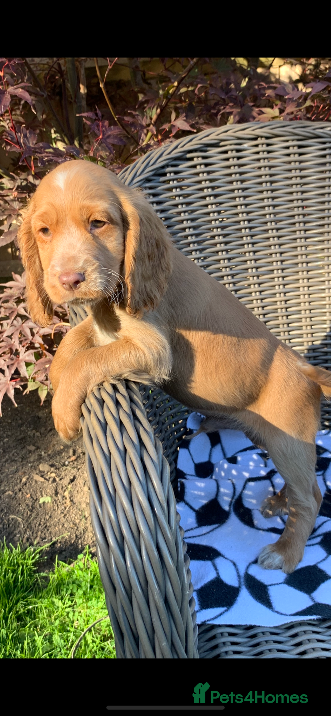 Cocker Spaniel dogs for sale: Beautiful Kc cocker spaniel  boys and girls  - Image 3