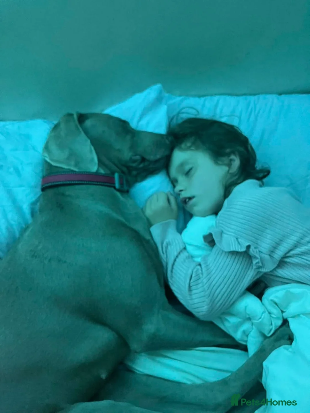 Weimaraner dogs for sale: Hallie  - Advert 14