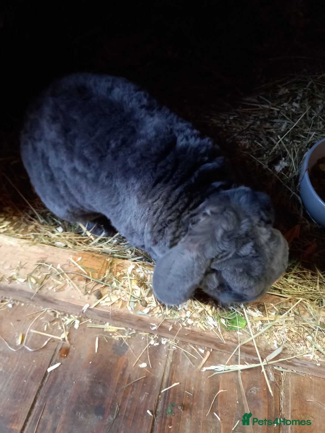Mini Lop rabbits for sale: Mini plush lops - Image 21