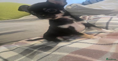 Chihuahua dogs - Advert 2