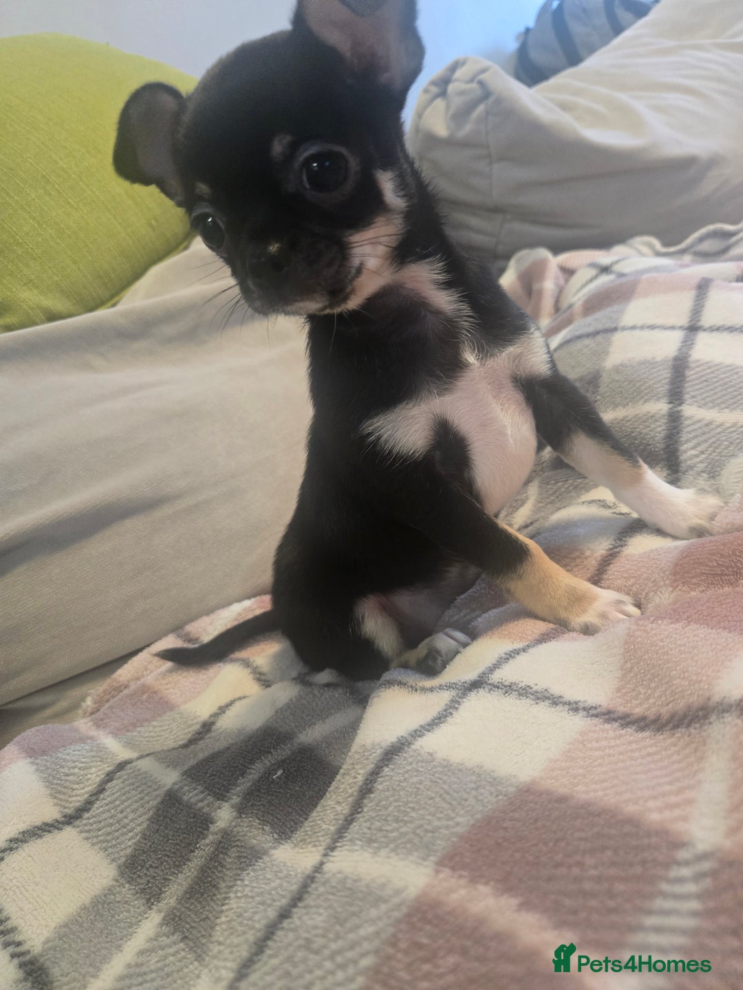 Chihuahua dogs for sale: Chihuahua puppies  - Image 2