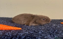 Mini Lop rabbits for sale: Mini lop bunnies  - Image 2