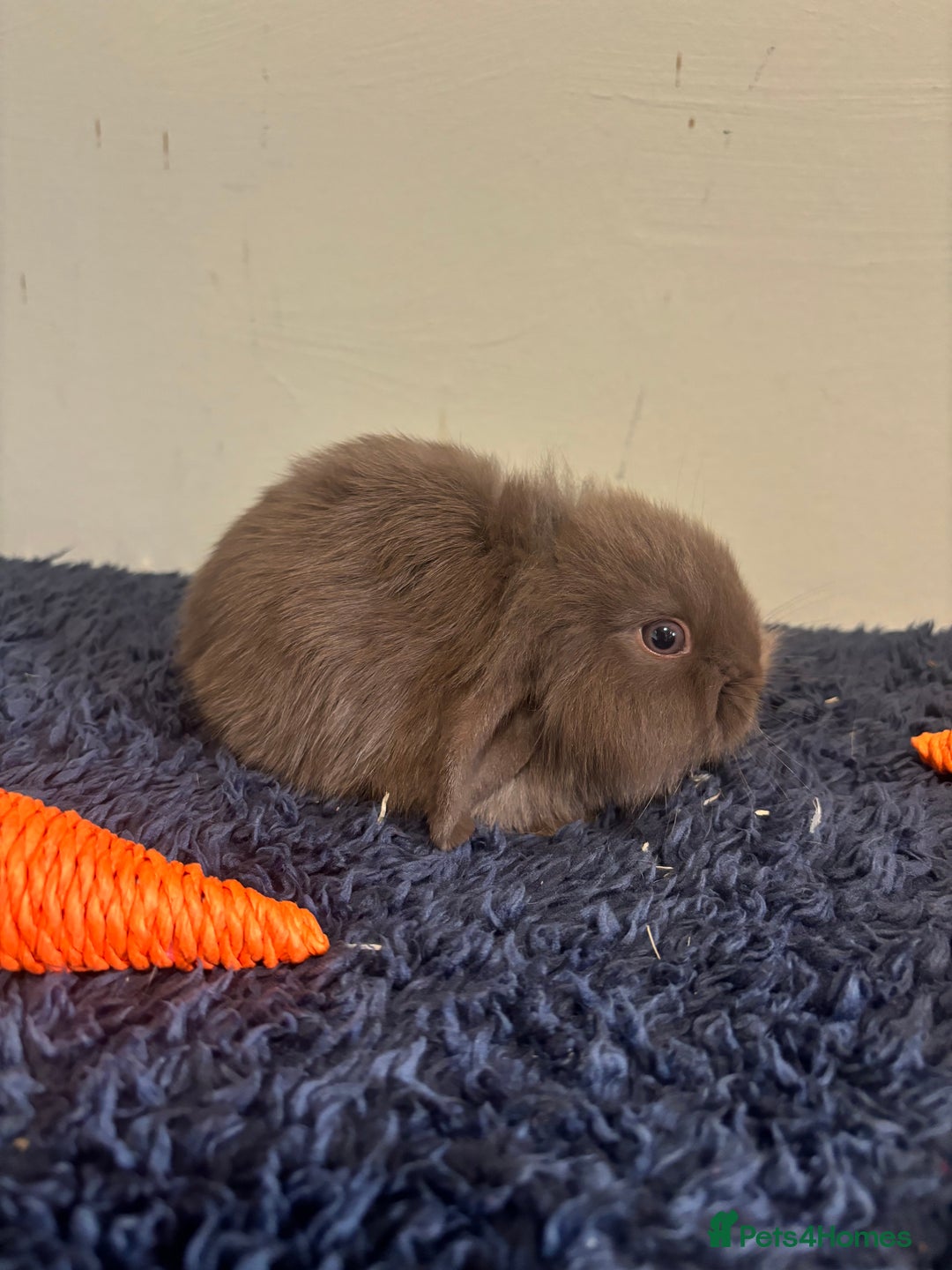Mini Lop rabbits for sale: Mini lop bunnies  - Image 2