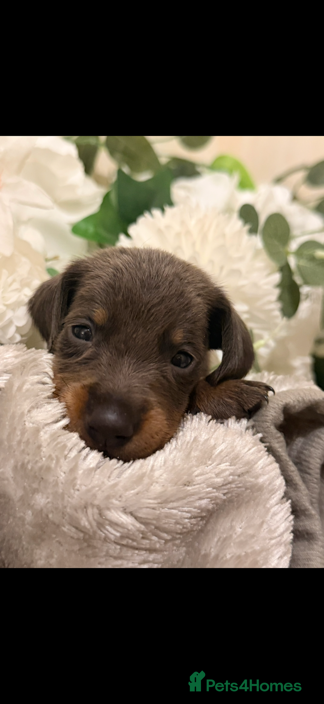 Dachshund dogs for sale: ⭐️LAST BOY AVAILABLE- Mini dachshunds pups⭐️ - Advert 33