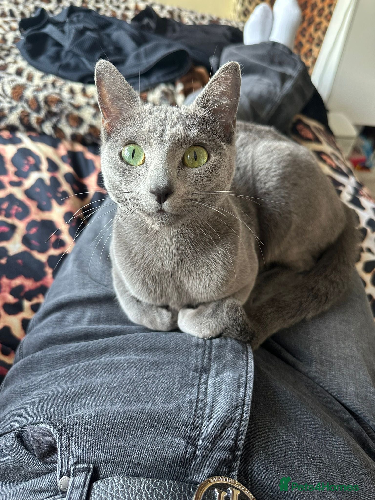 Russian Blue cats TICA Russian Blue female for sale - Advert 1