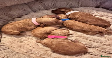 Toy Poodle dogs Toy Poodle - Posh Poodles UK  - Advert 3