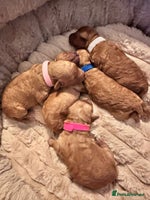 Toy Poodle dogs Toy Poodle - Posh Poodles UK - Advert 3