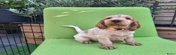 Cocker Spaniel dogs for sale: 🏡UNIQUE SHOW COCKER SPANIELS PUPPIES 🐶  - Advert 29