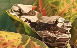 Frog reptiles for sale: Beautiful milk tree frogs  - Image 1
