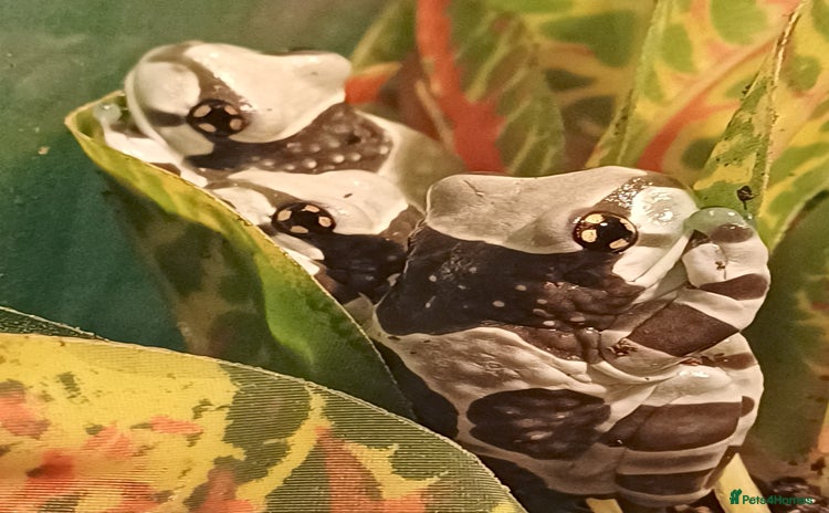 Frog reptiles - Advert 2