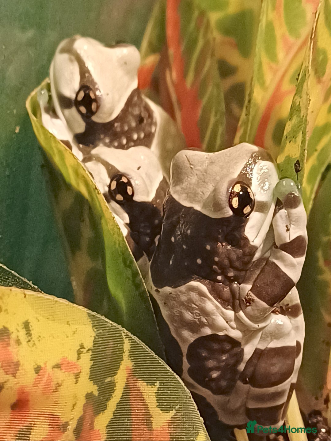 Frog reptiles for sale: Beautiful milk tree frogs  - Image 1