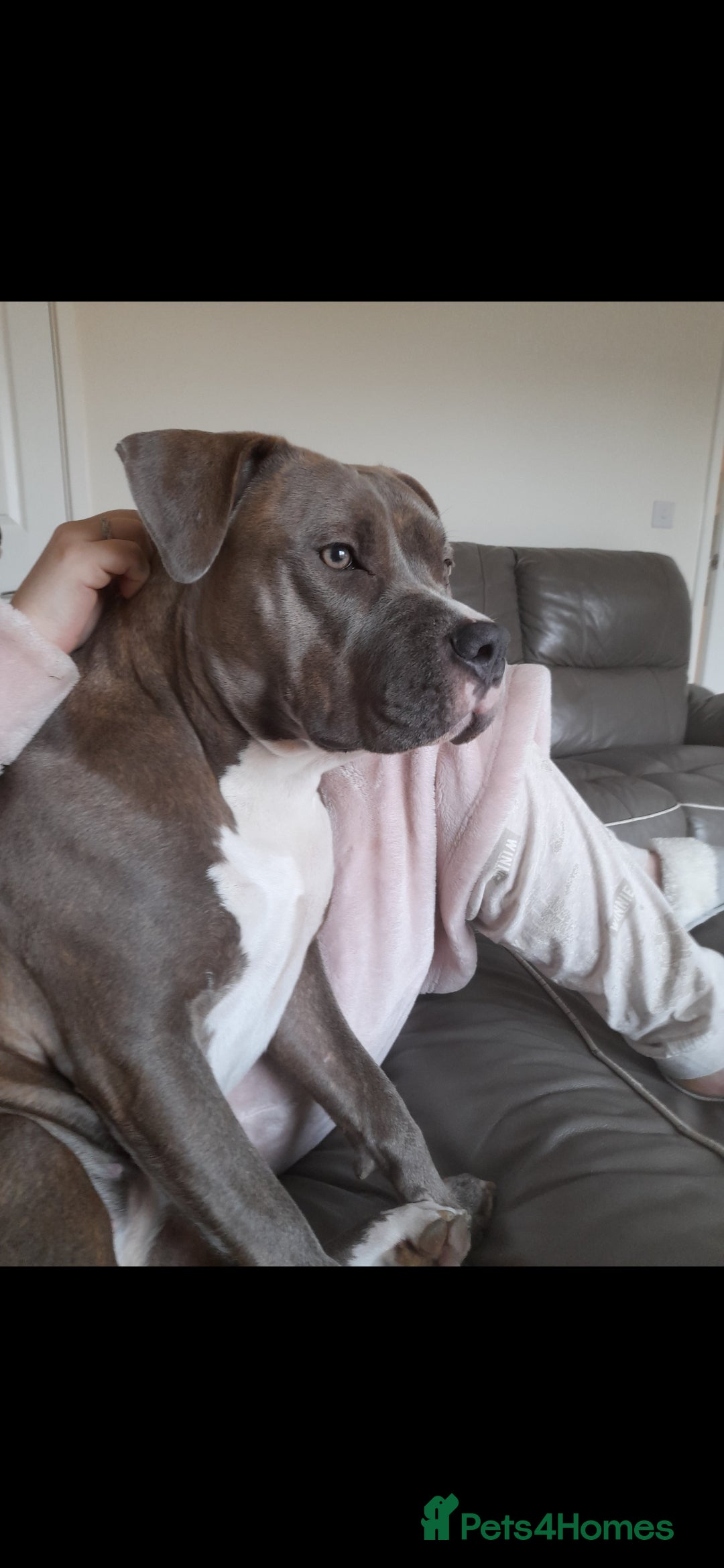 Mixed Breed dogs for sale: Coco / Mrs pop - Image 2