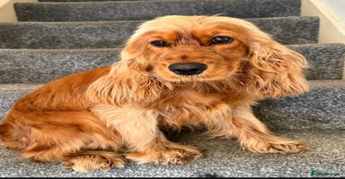 Cockapoo dogs - Advert 8
