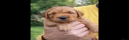 Golden Retriever dogs for sale: Fox red golden retriever puppies  - Advert 6