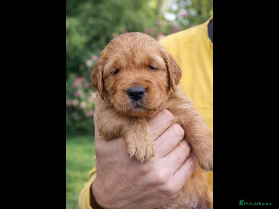 Golden Retriever dogs for sale: Fox red golden retriever puppies  - Advert 6