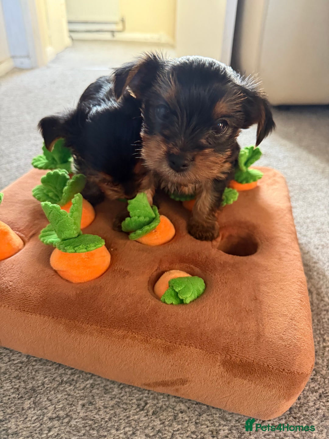 Yorkshire Terrier dogs for sale: Yorkshire Terrier puppies  - Image 5