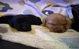Labrador Retriever dogs for sale: KC Reg labrador puppies - Image 3