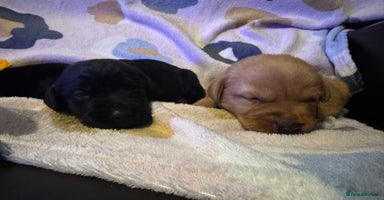 Labrador Retriever dogs - Advert 1