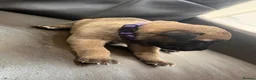 Mixed Breed dogs for sale: Belgium malinios x cane corso mix - Advert 4