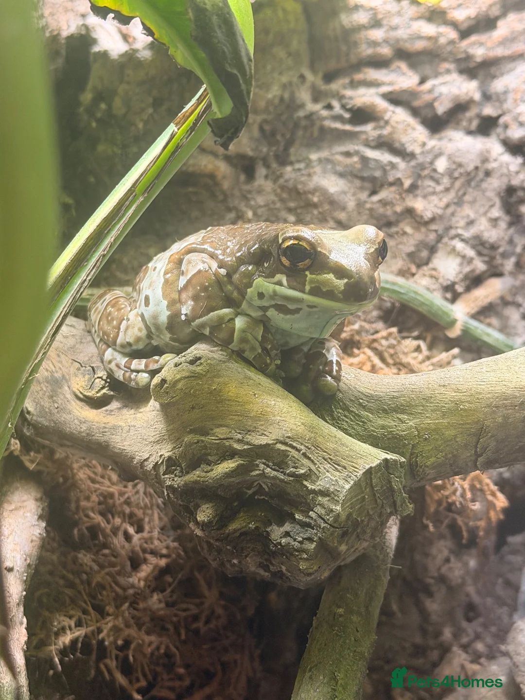 Frog reptiles for sale: Amazon milk frog with full bioactive VIV  - Advert 2
