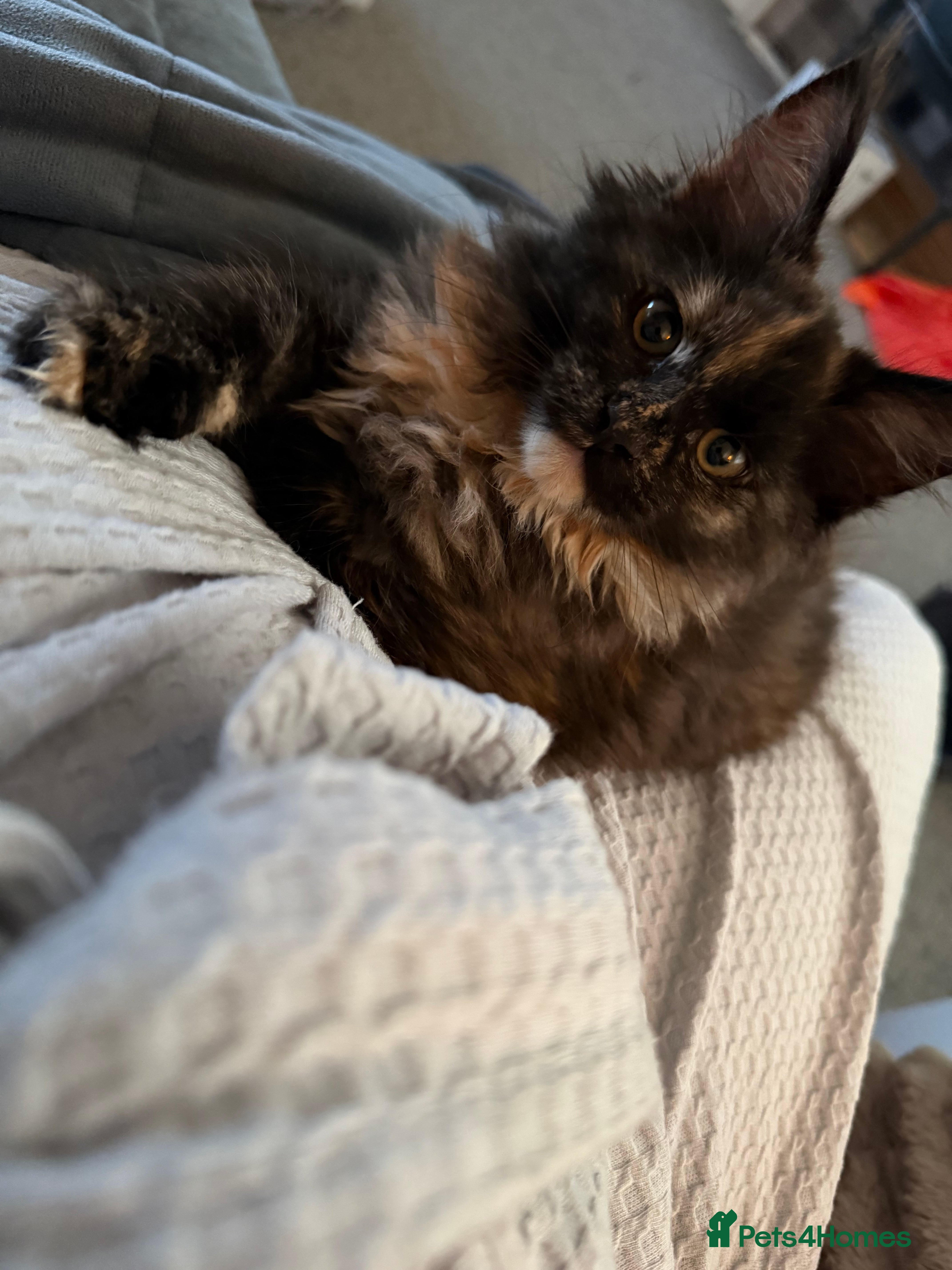 Maine Coon cats Beautiful Maine Coon Kittens - Advert 16