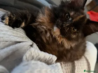 Maine Coon cats Beautiful Maine Coon Kittens - Advert 16