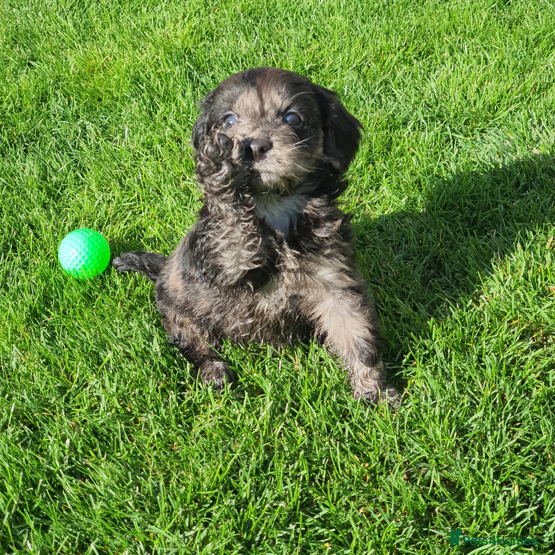Cockapoo dogs for sale: F1 show cockapoos - Image 21